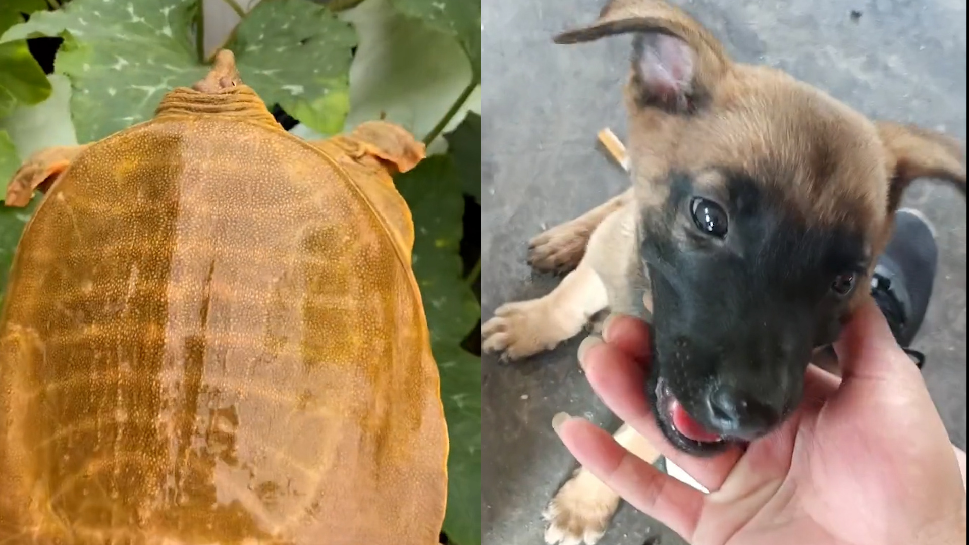 這回初吻真沒了!狗子太饞主人買的甲魚,不料舌頭被咬慘叫連連