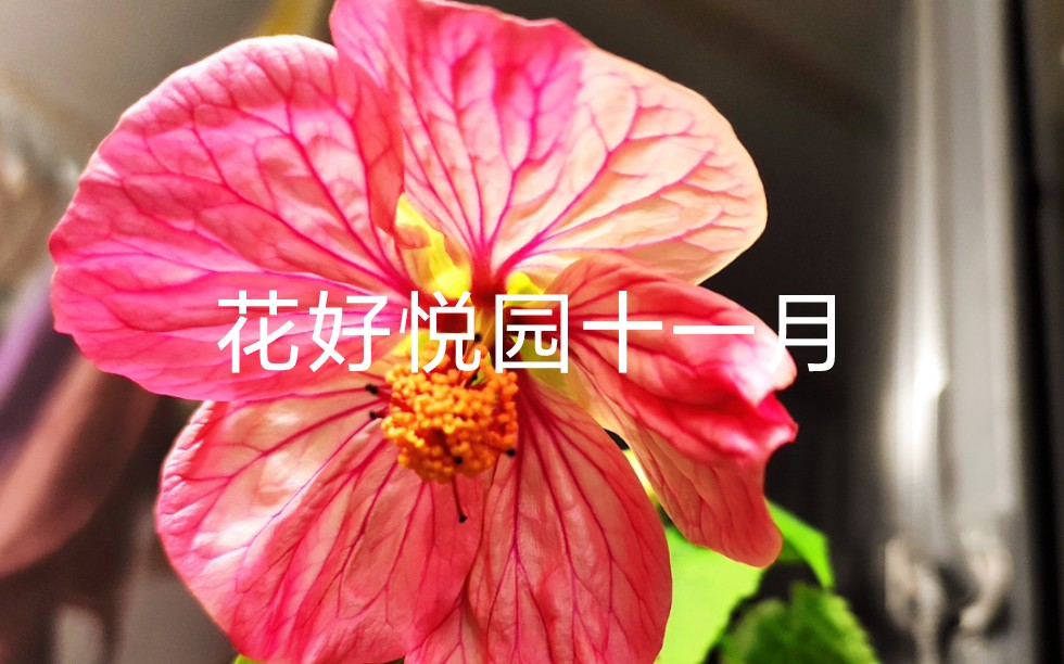 [图]花好悦园十一月