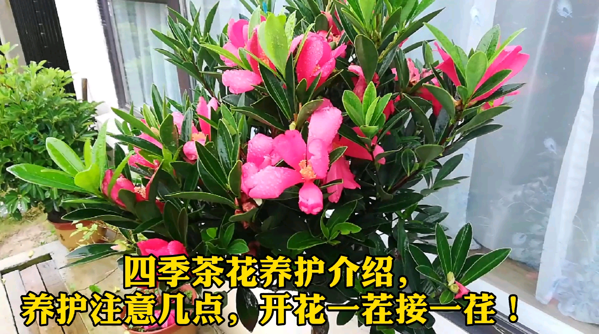 四季茶花养护介绍,养护注意几点,开花一茬接一荏!哔哩哔哩bilibili