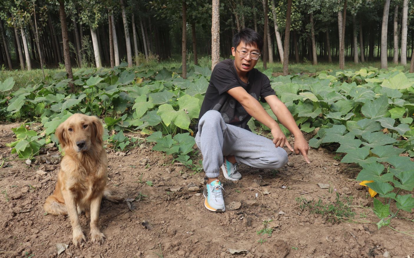 金毛发现一种奇怪的草,用手触摸它居然会自己合拢,这是什么草?哔哩哔哩bilibili