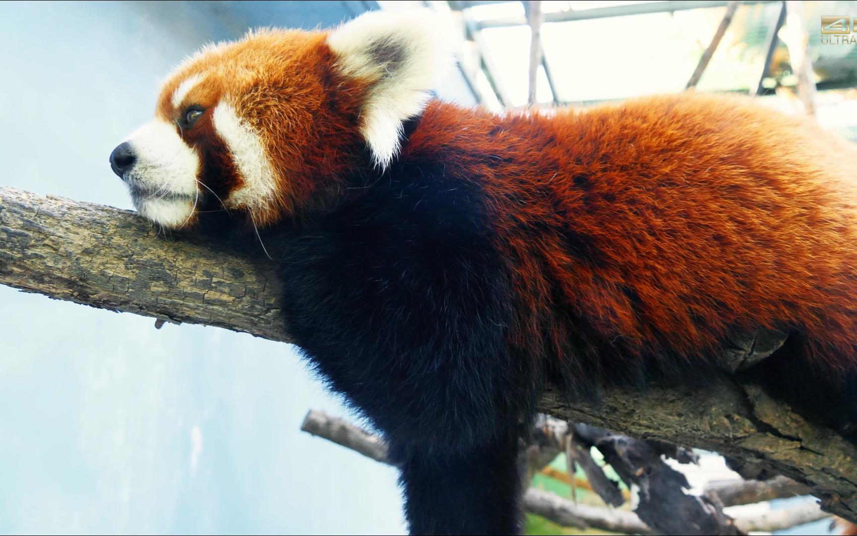 【小熊猫图图】小游客:它动了它动了 它睁眼啦
