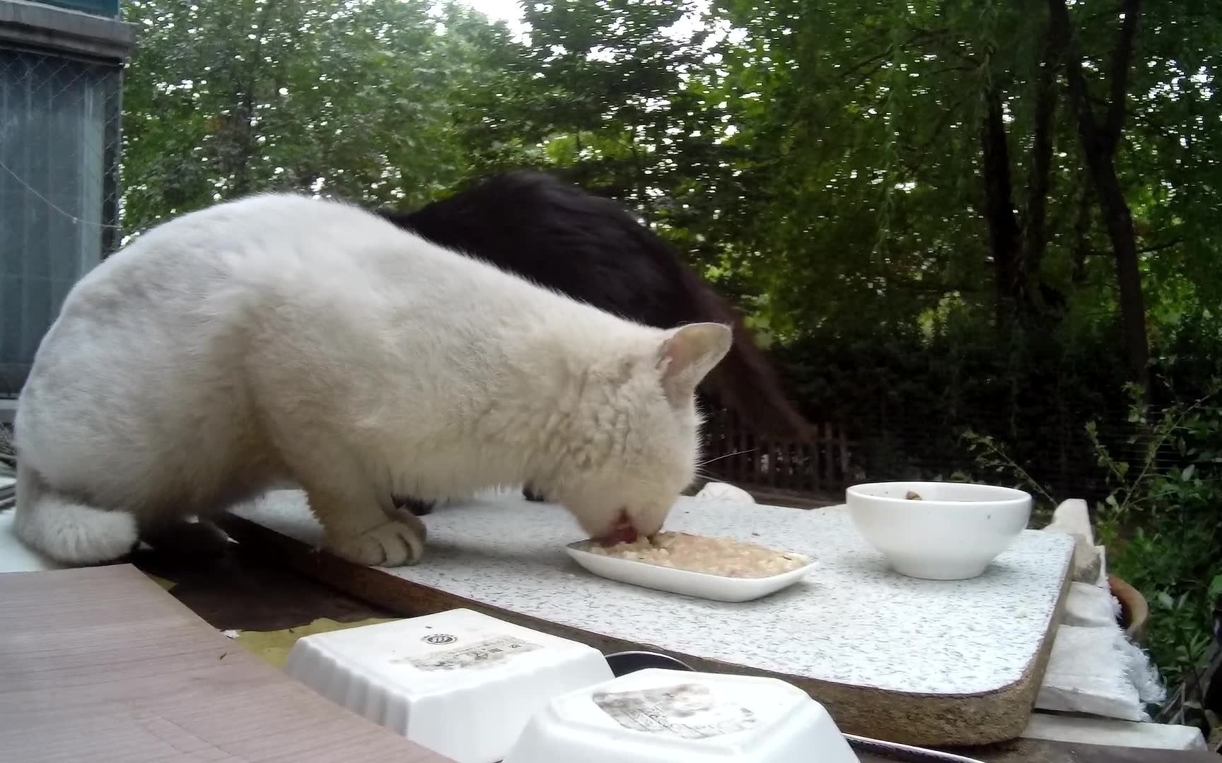 [图]【流浪猫】煤球不爱吃湿粮，黄毛大白吃光湿粮-2020年9月28日晚