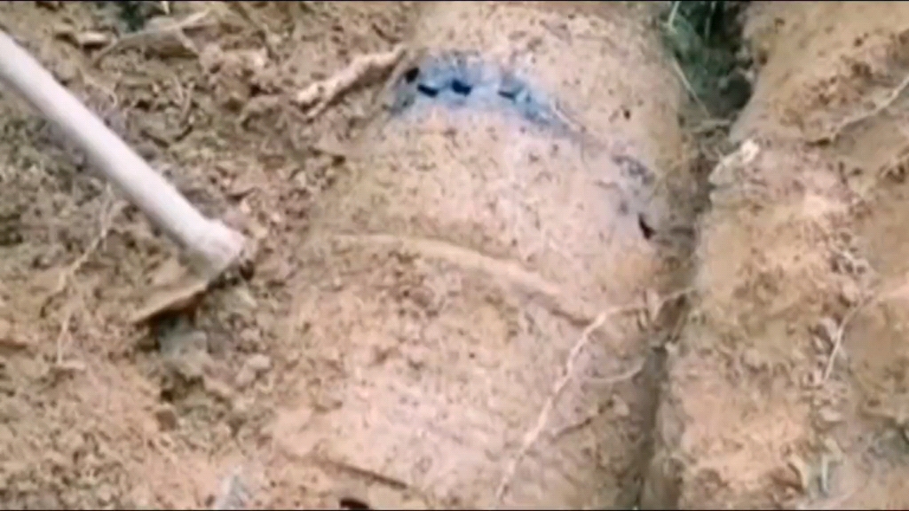 云南惊现6.7万口油桶棺材,葬在哪里的全是中国英雄,平均年龄仅20岁