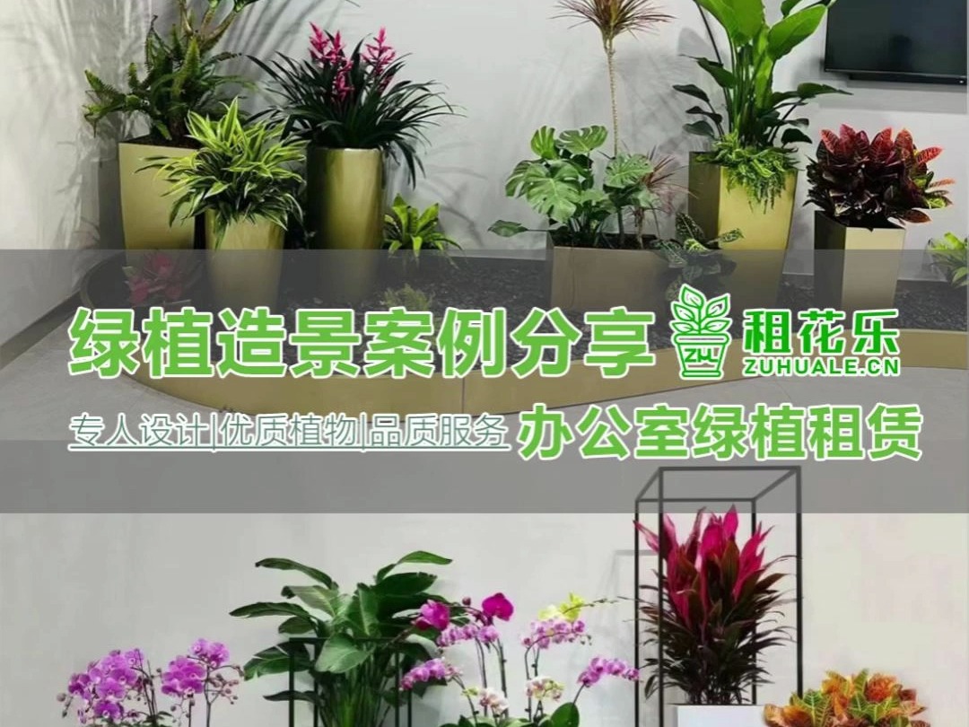 租花乐办公室绿植造景案例分享哔哩哔哩bilibili