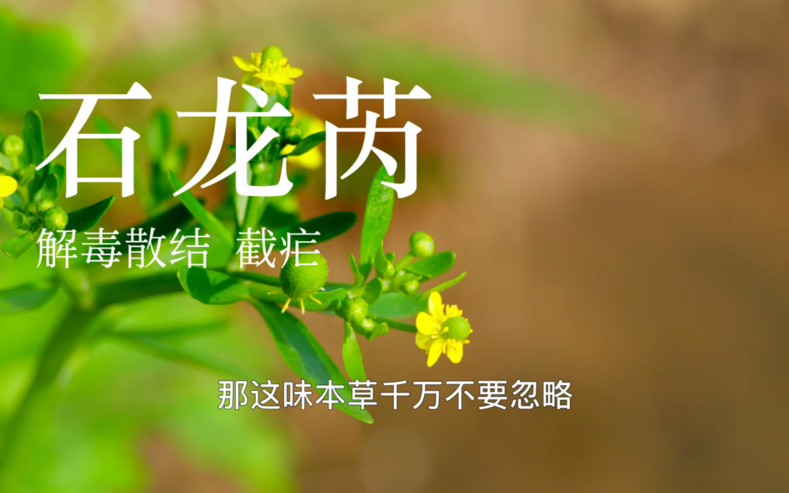 【石龙芮】有人以为是水芹,吃了,然后就挂了哔哩哔哩bilibili