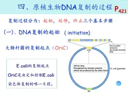 Download Video: 《DNA的复制和修复》事无巨细讲！（2）