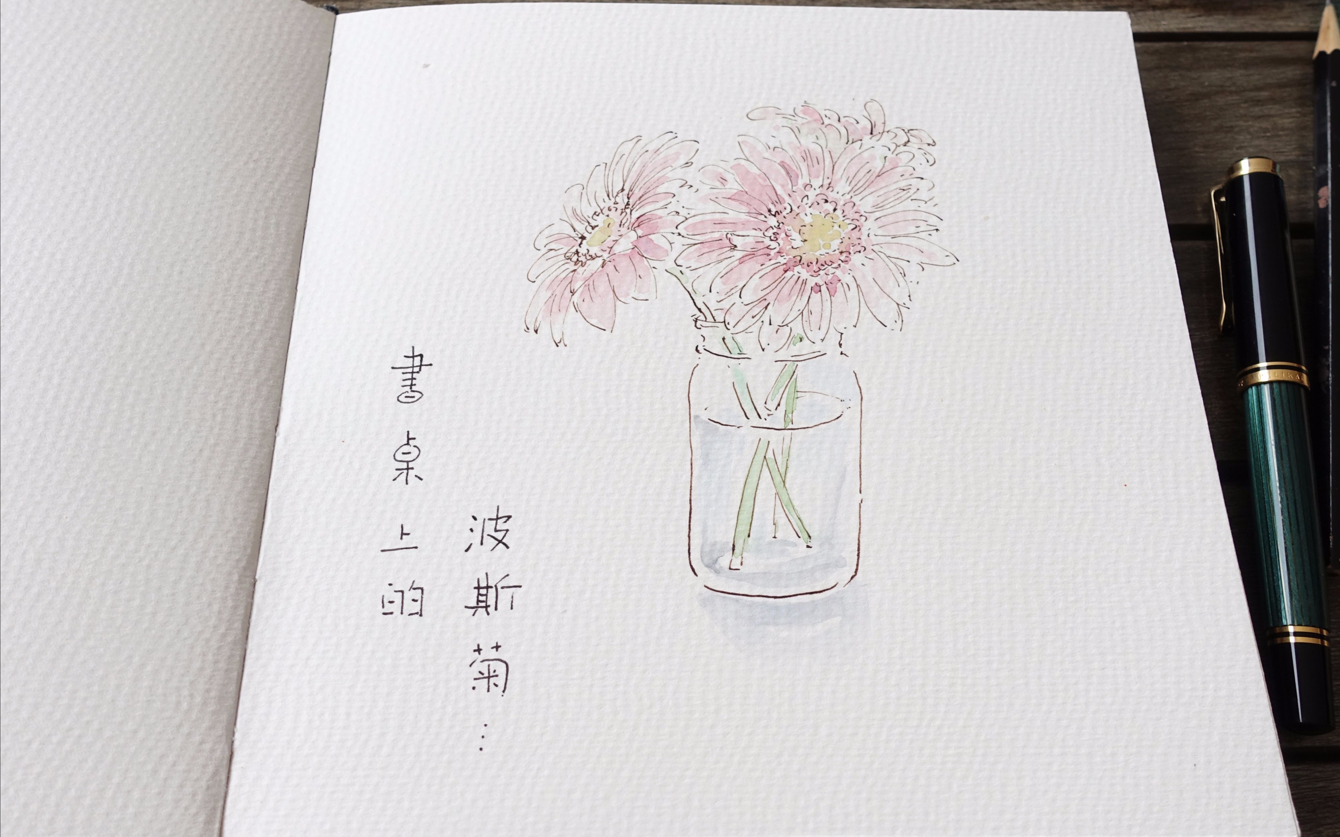 【35期】钢笔淡彩 - 波斯菊