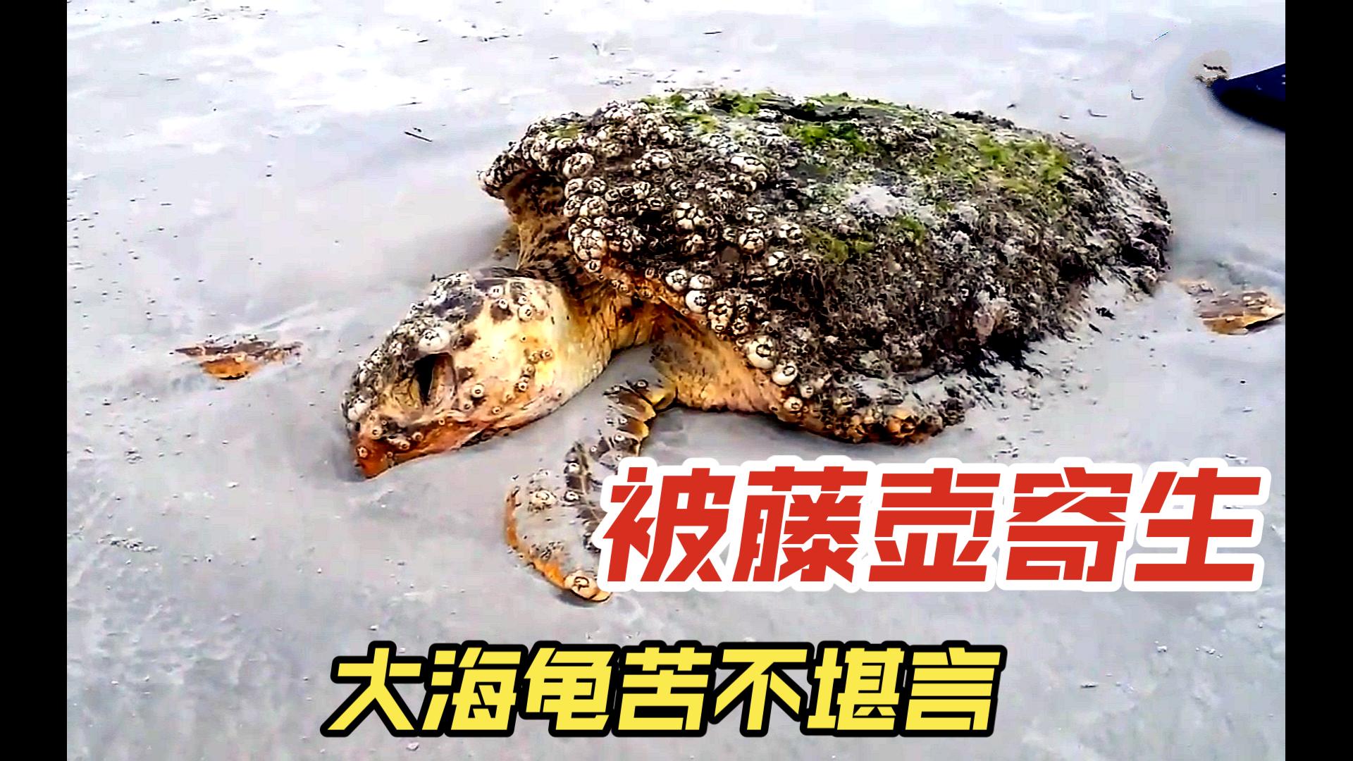 被藤壶寄生海龟忍痛向人类求助,小哥拔刀相助一撸一大串超解压