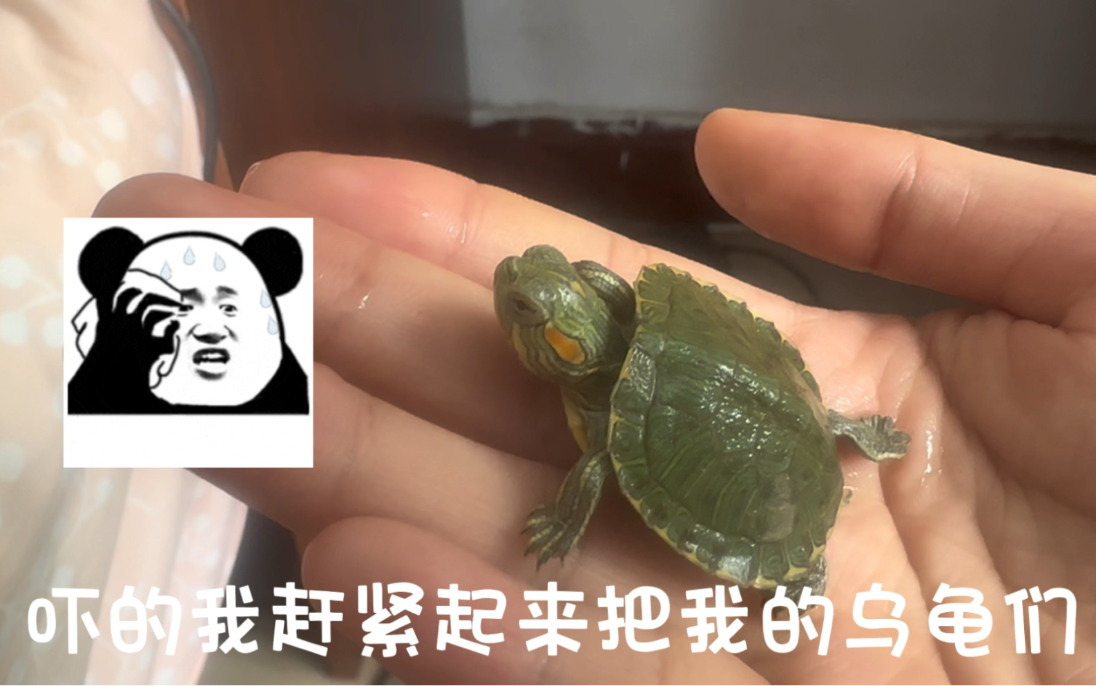 欢迎收看乌龟洗澡澡