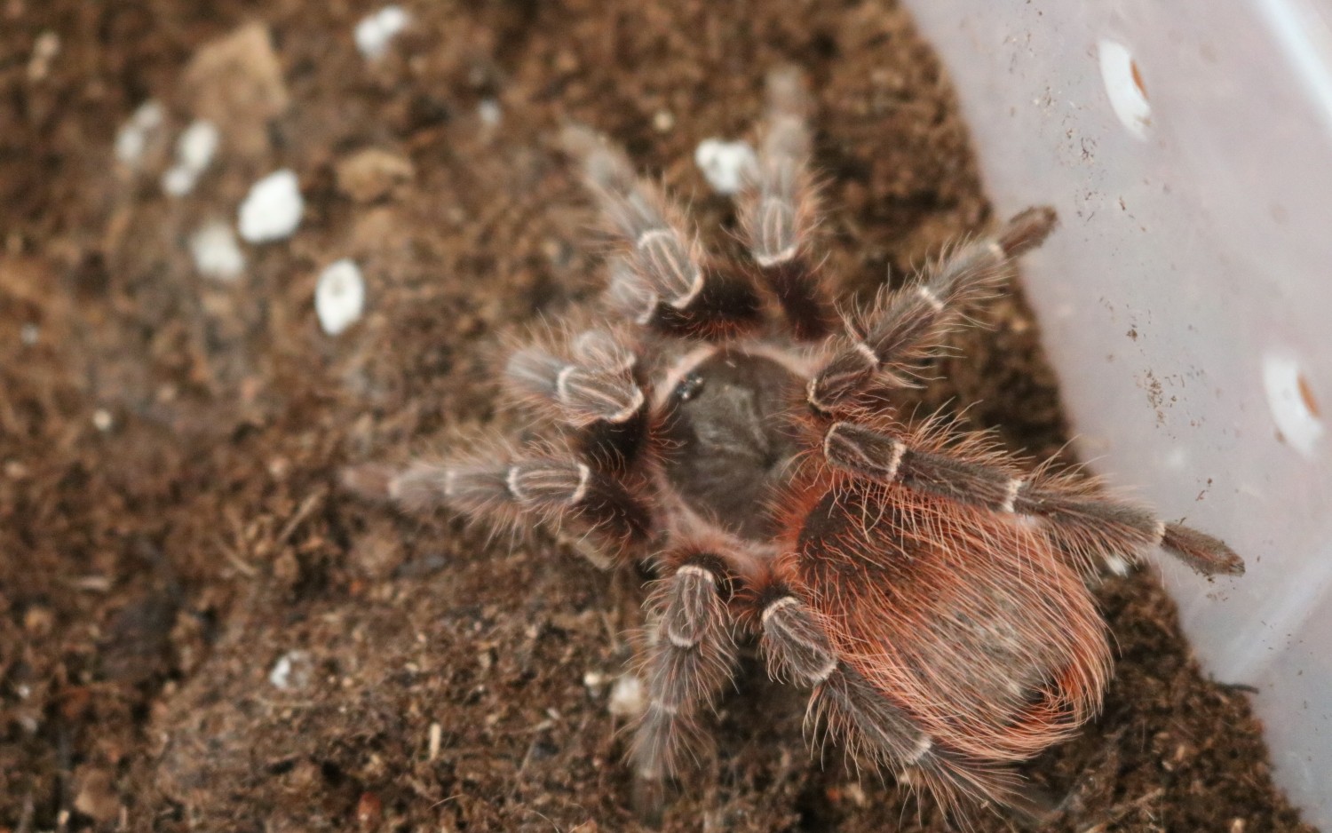 【玻利维亚红尾】玻红捕食向(后有特写)前两天刚褪完皮