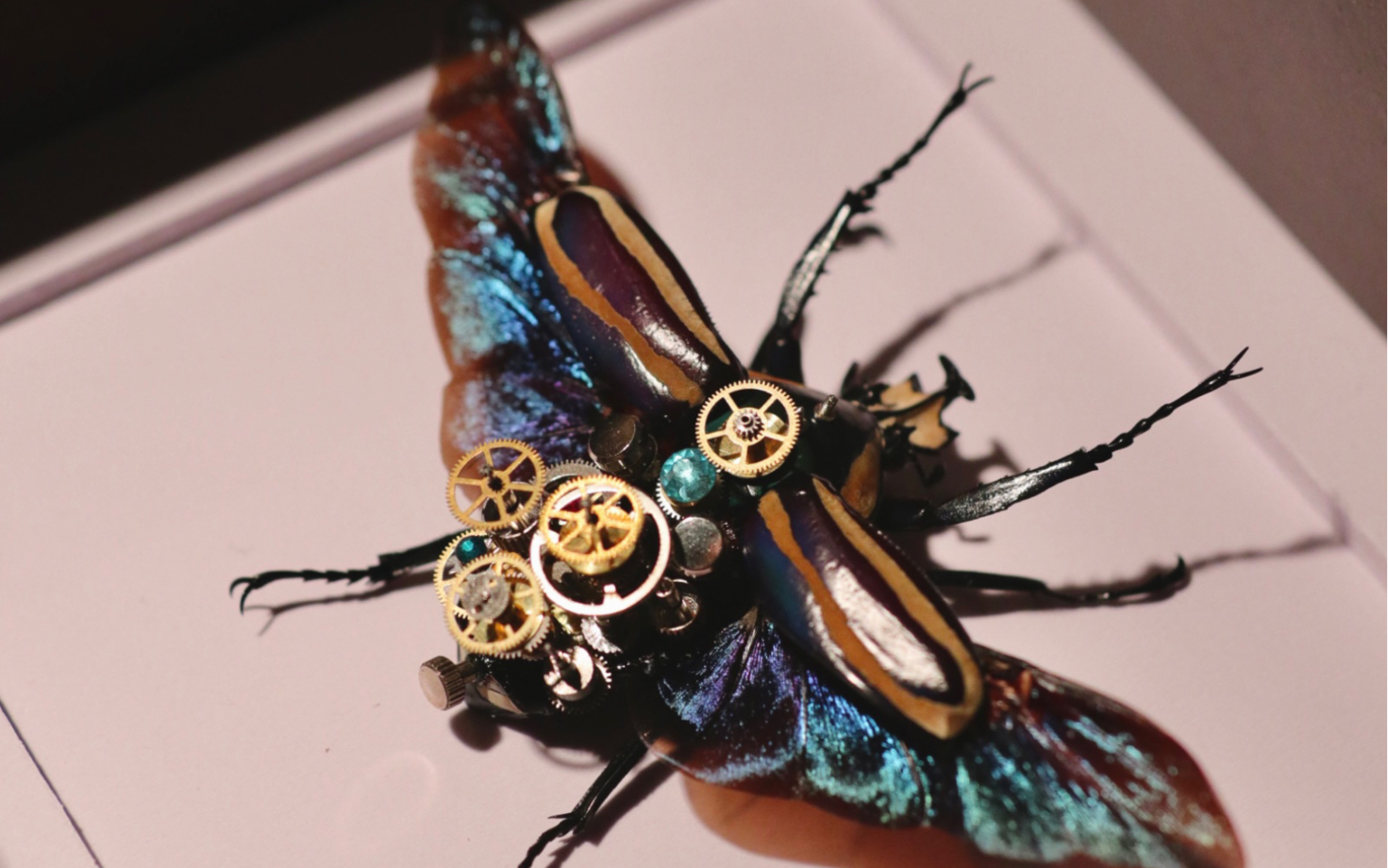机械与艺术 齿轮与昆虫标本的碰撞