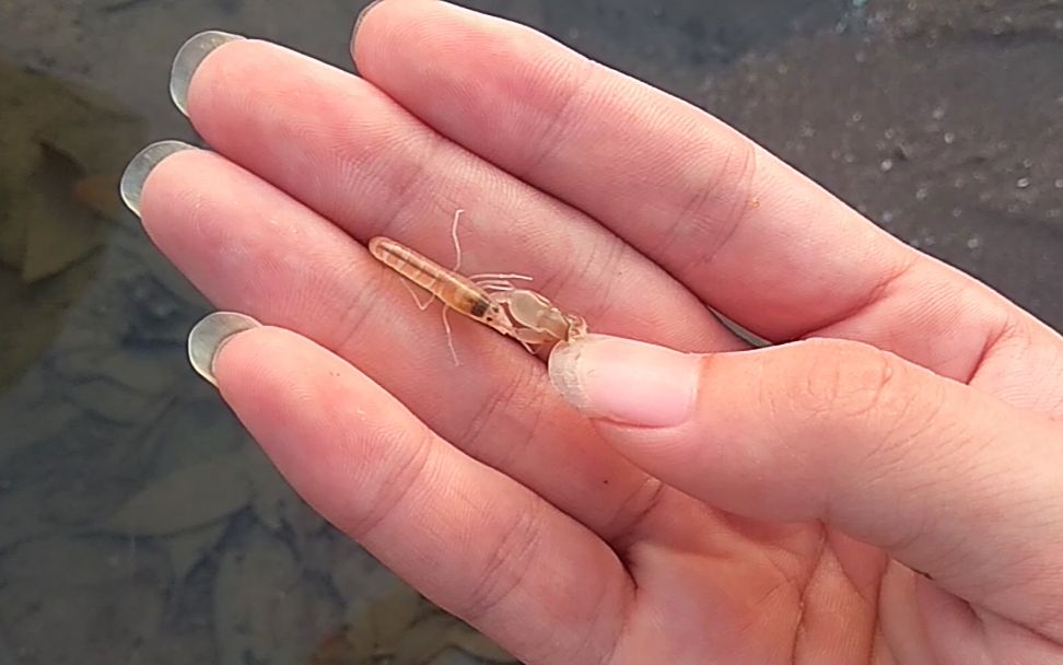 【海边日常】大钳子小虾