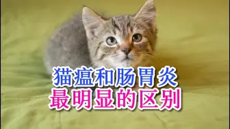 Tải video: 猫瘟和肠胃炎最明显的区别