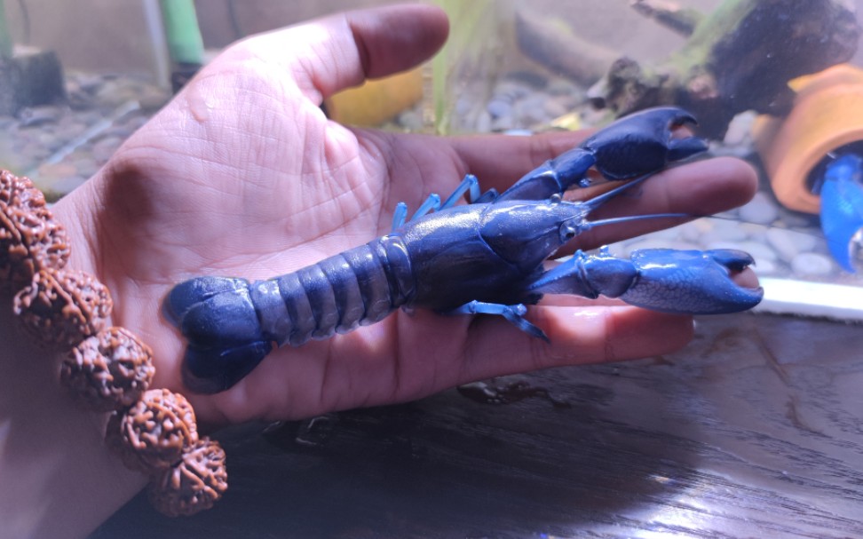 最大的天空蓝魔虾图片