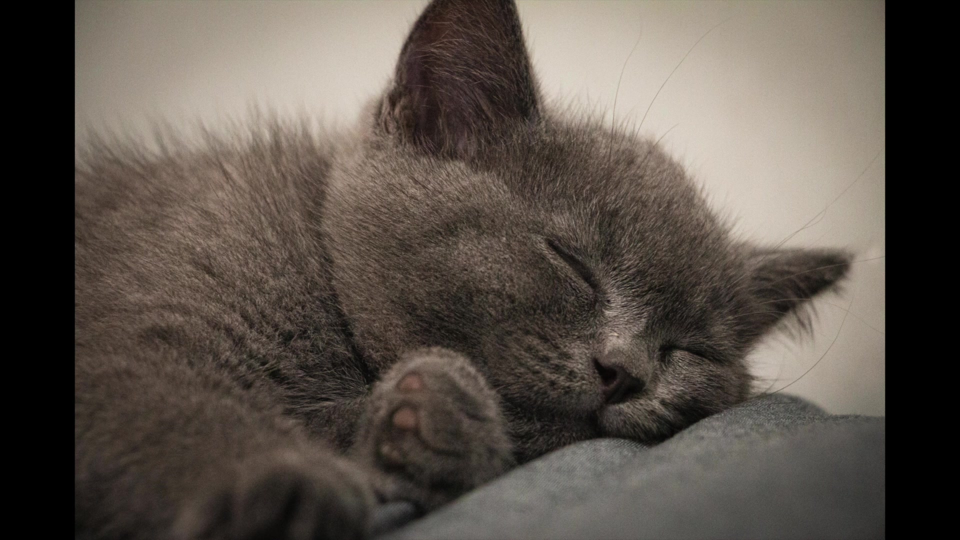 【蓝猫】让可爱的小蓝猫的咀嚼声陪伴你睡觉吧