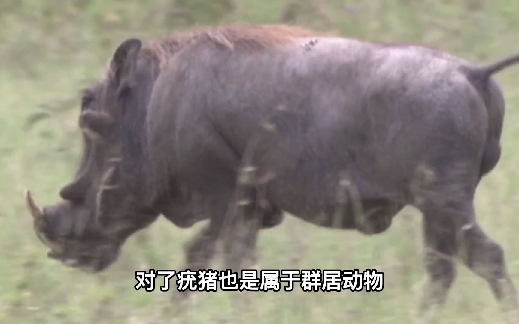 [图]猪生很艰难的疣猪，疣猪爸爸就只会溜达，幸好有疣猪妈妈的爱