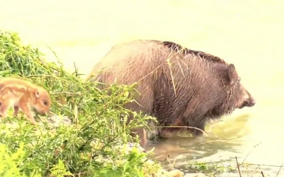 [图]野猪差点被洪水冲走