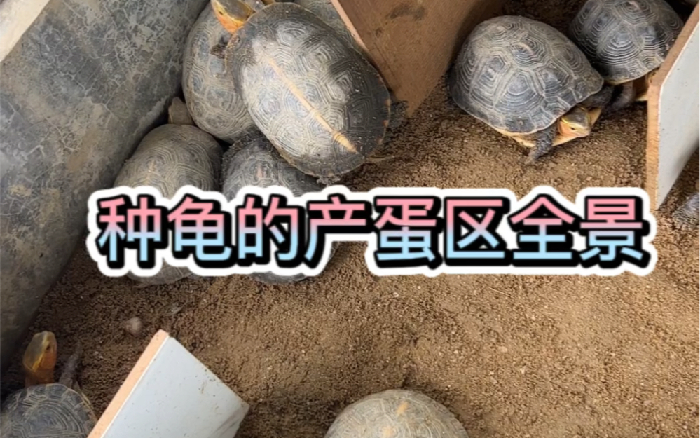 黄缘种龟的产蛋池全景,龟龟很安逸