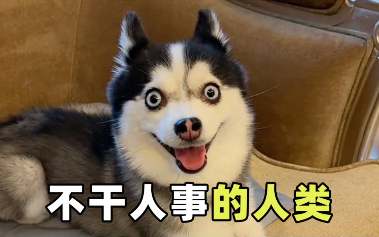 我虽然不是人,但你是真狗啊!盘点那些不干人事的人类!