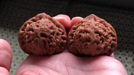 老款宫灯狮子头也叫玉玺狮子头自玩鉴赏