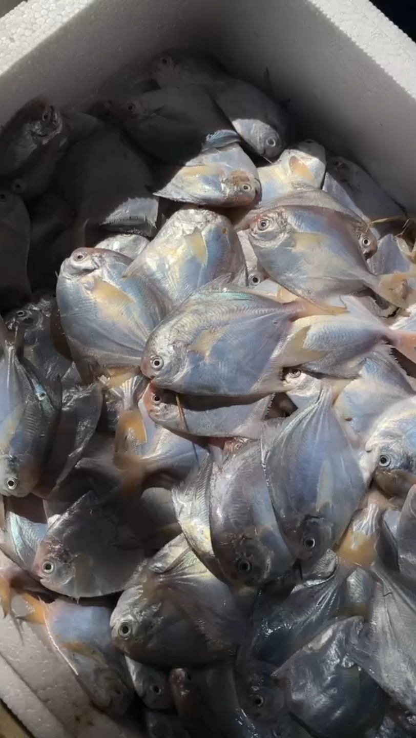 渤海湾野生小鲳鱼,个头不大正好煎炸太鲜美了!