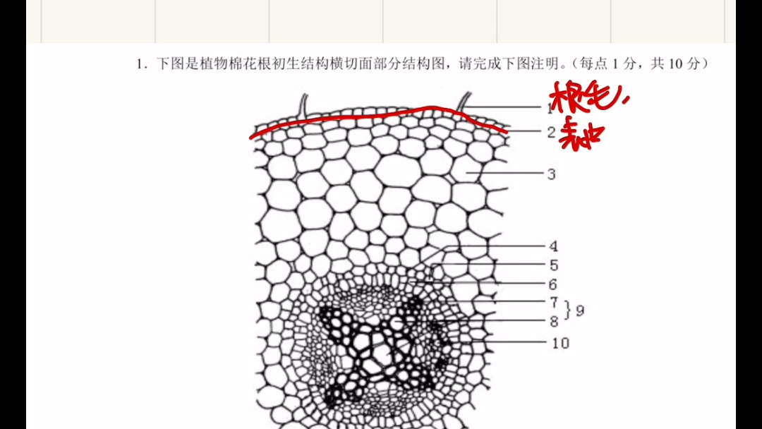 【植物学识图】脑子里一团浆糊,建议别看浪费时间,常考图我放评论区了.哔哩哔哩bilibili