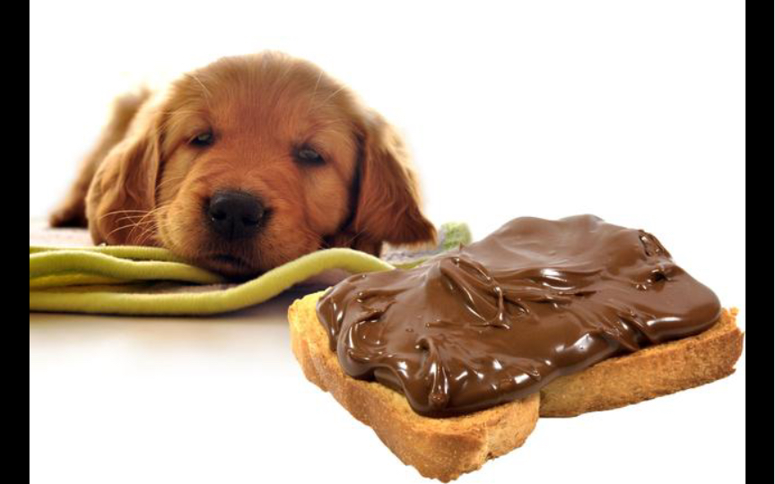 狗狗巧克力警告:狗狗吃巧克力的危害你了解吗?