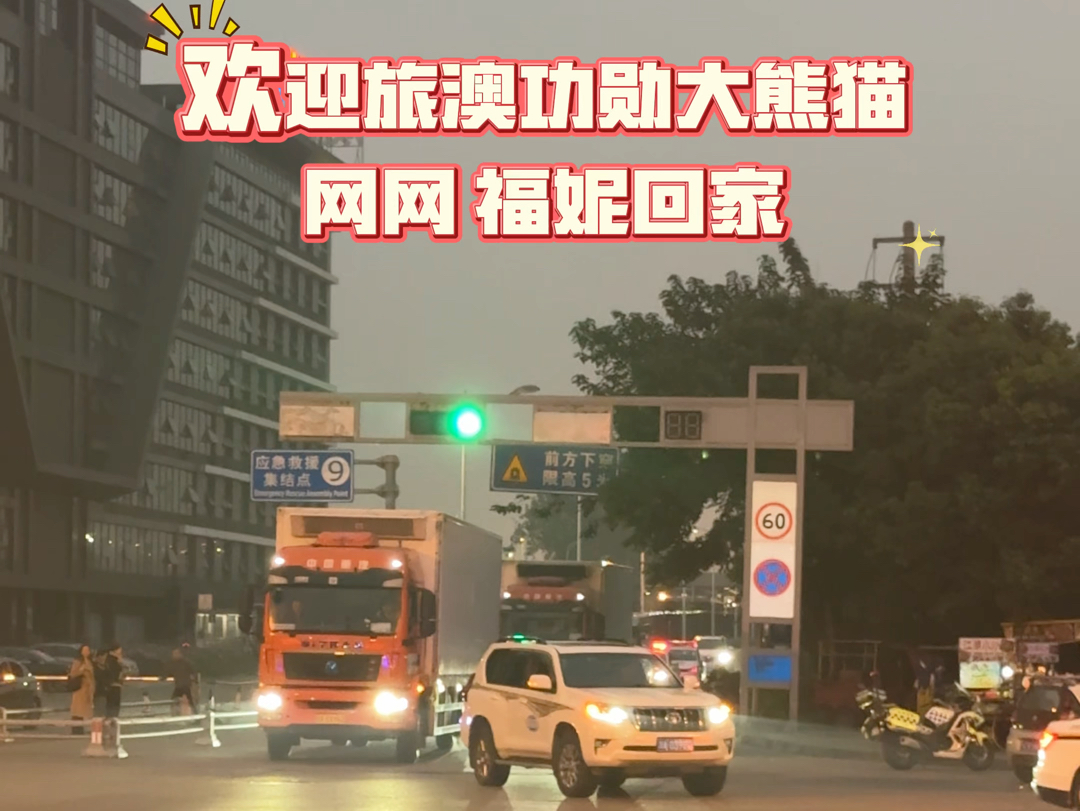 11.15欢迎旅澳大熊猫网网福妮回到家乡,幸福熊生,开心健康❤️#熊猫网网 #熊猫福妮#回家哔哩哔哩bilibili