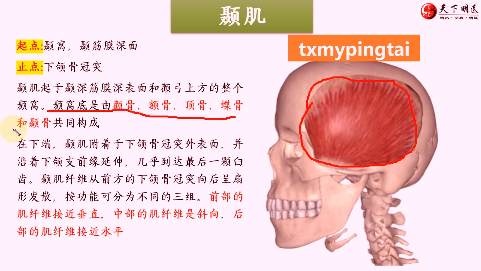 颞肌越来越大图片