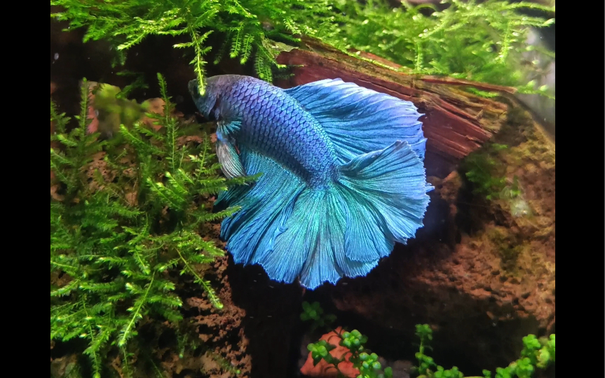 蓝色系双尾半月泰国斗鱼入缸记录