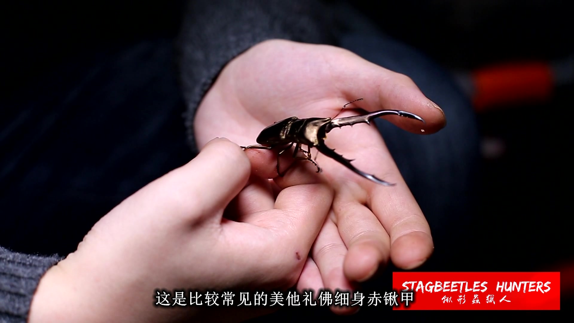 锹形虫猎人养虫高手在民间第一期