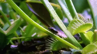 中英文字幕pbs 植物也会说话 Nature What Plants Talk About 哔哩哔哩 Bilibili
