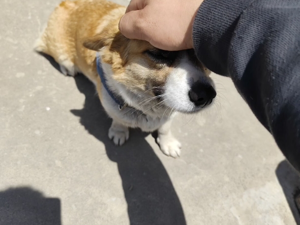 柯基柯基柯基柯基柯基柯基柯基柯基柯基,柯基小孕妇