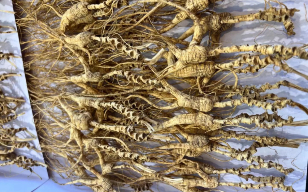 近30年野山参,历经风霜雪雨,参皮粗糙,芦头苍老,人参皂苷含量高.