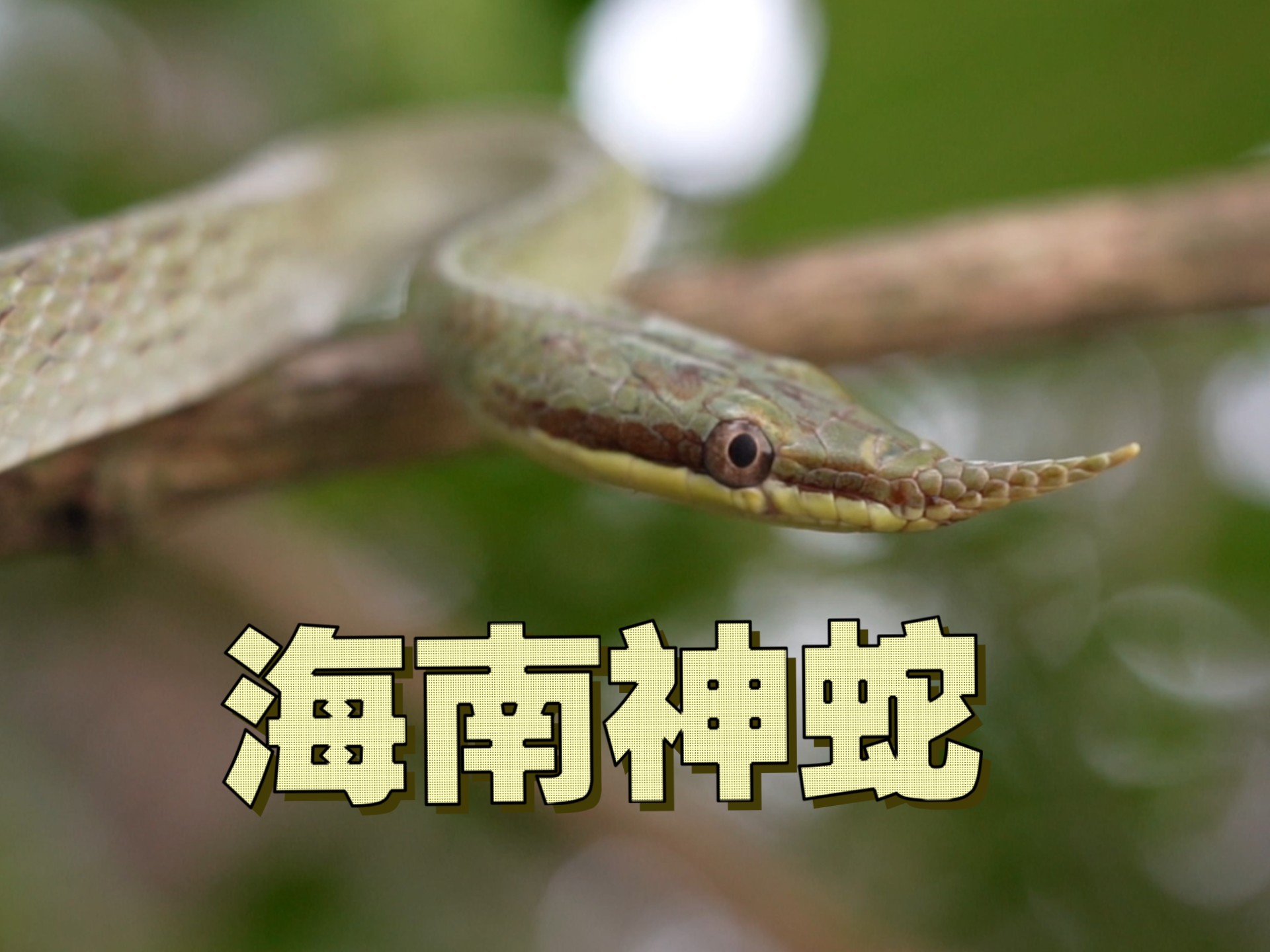 蛇年预热——海南尖喙蛇