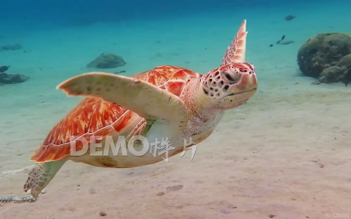 b395 唯美梦幻海底世界蓝色海洋海水海龟游动实拍实拍素材哔哩哔哩bilibili