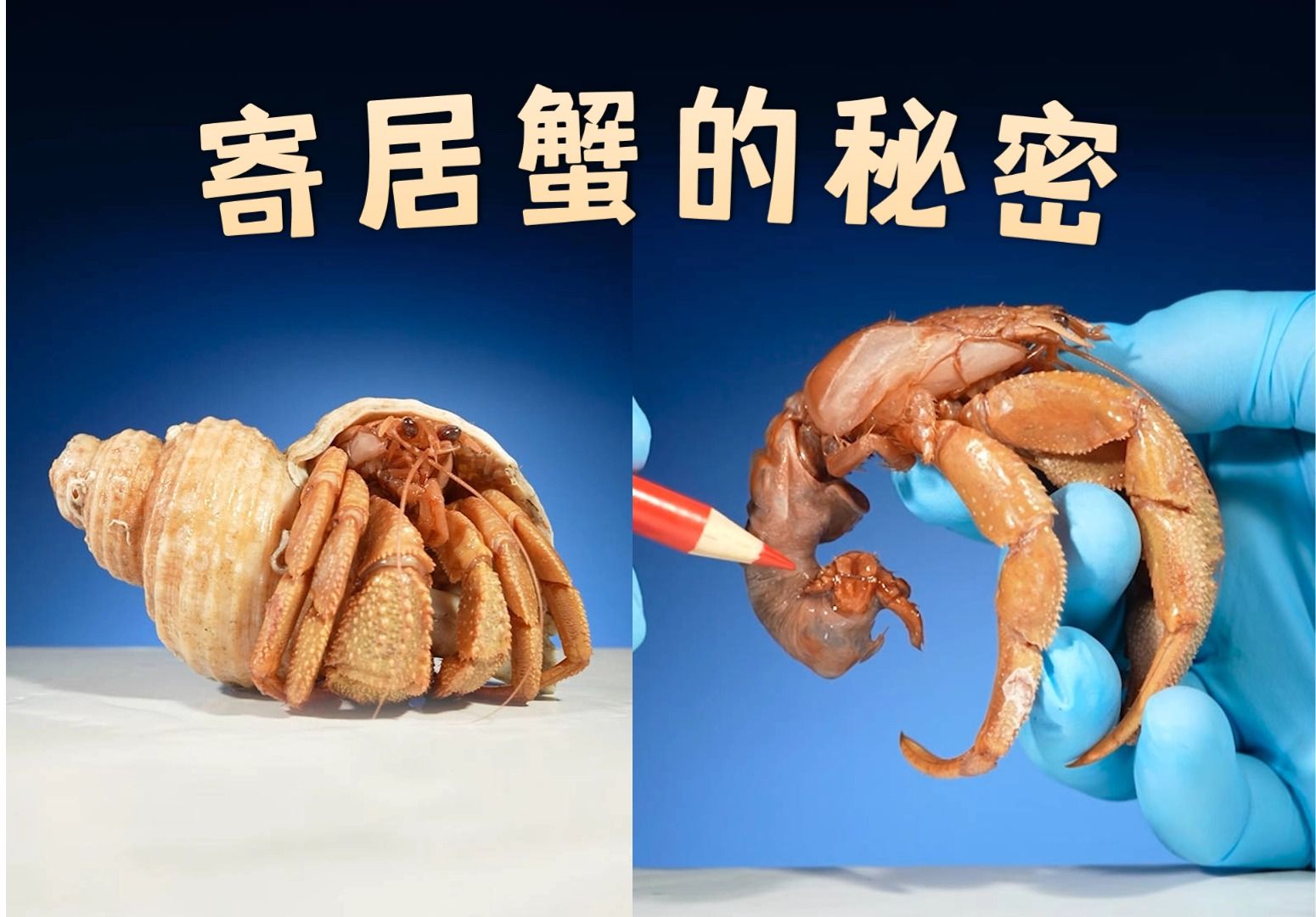 1分钟冷知识:寄居蟹的神奇身体结构,它们是怎么带着家行动的?