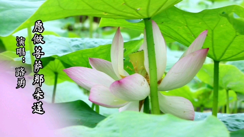 [图]一花一世界，一念一清静，一叶一菩提……