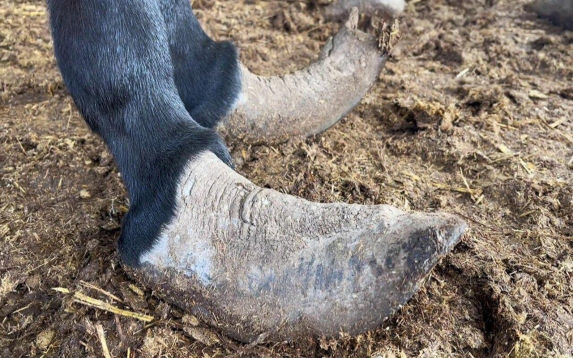 驴子的一只脚半的蹄子被折磨,主人把它砍掉了