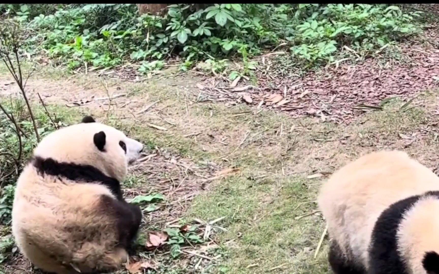 和叶碰瓷花花结果大跌眼界直接就躺还来了自己落体哔哩哔哩bilibili