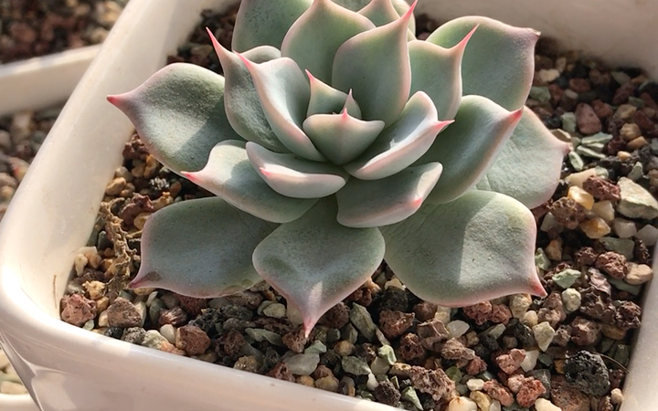 多肉植物 偷心 echeveria steal heart 韩国园艺品种 叶片倒卵形 叶尖