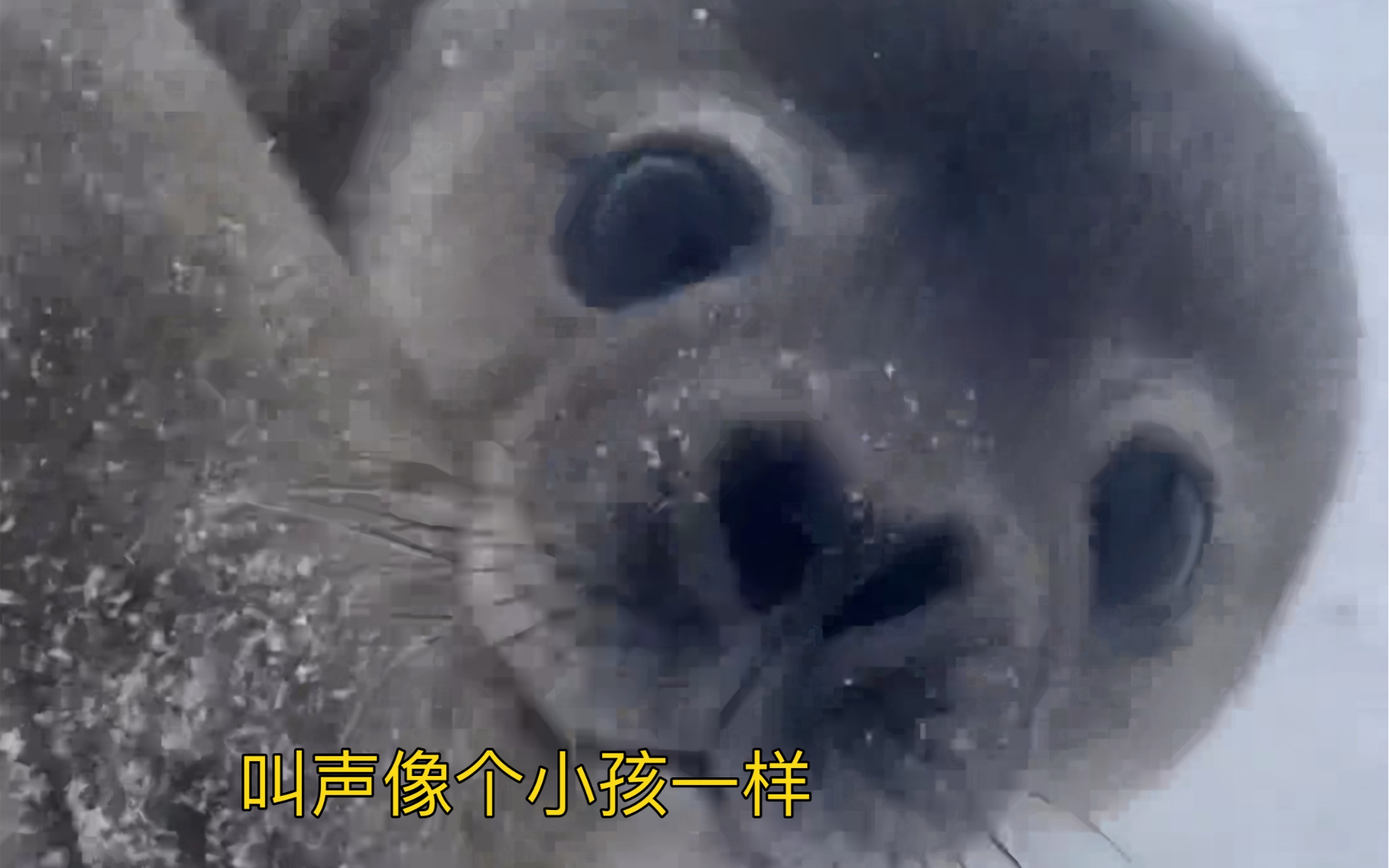你听过海豹宝宝的叫声吗?#小海豹