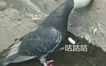 息家的御茶会议[all息?](未完成)哔哩哔哩bilibili