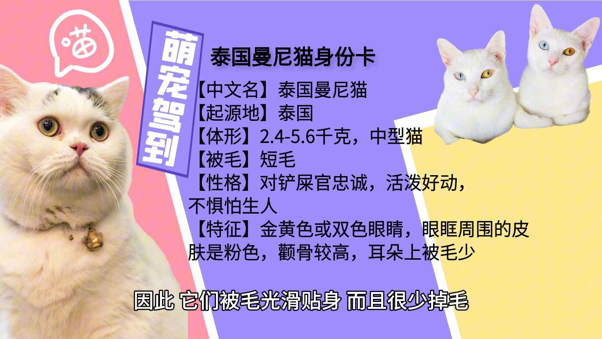 泰国曼尼猫有什么特征?泰国曼尼猫性格怎么样?