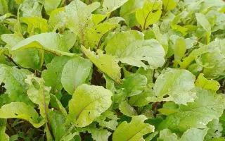 生菜苗移栽 搜索结果 哔哩哔哩 Bilibili