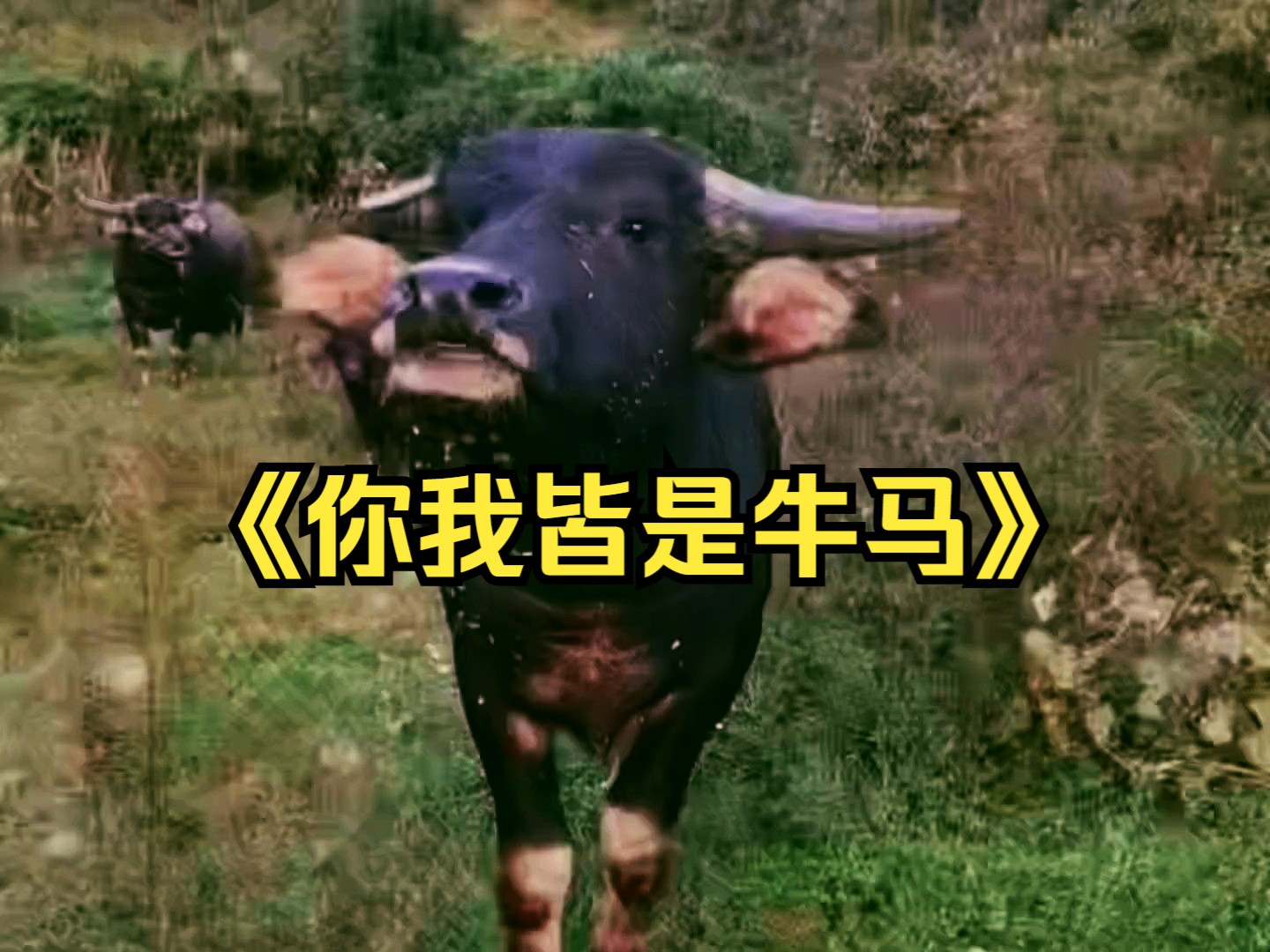 "乾坤未定,你我皆是牛马.