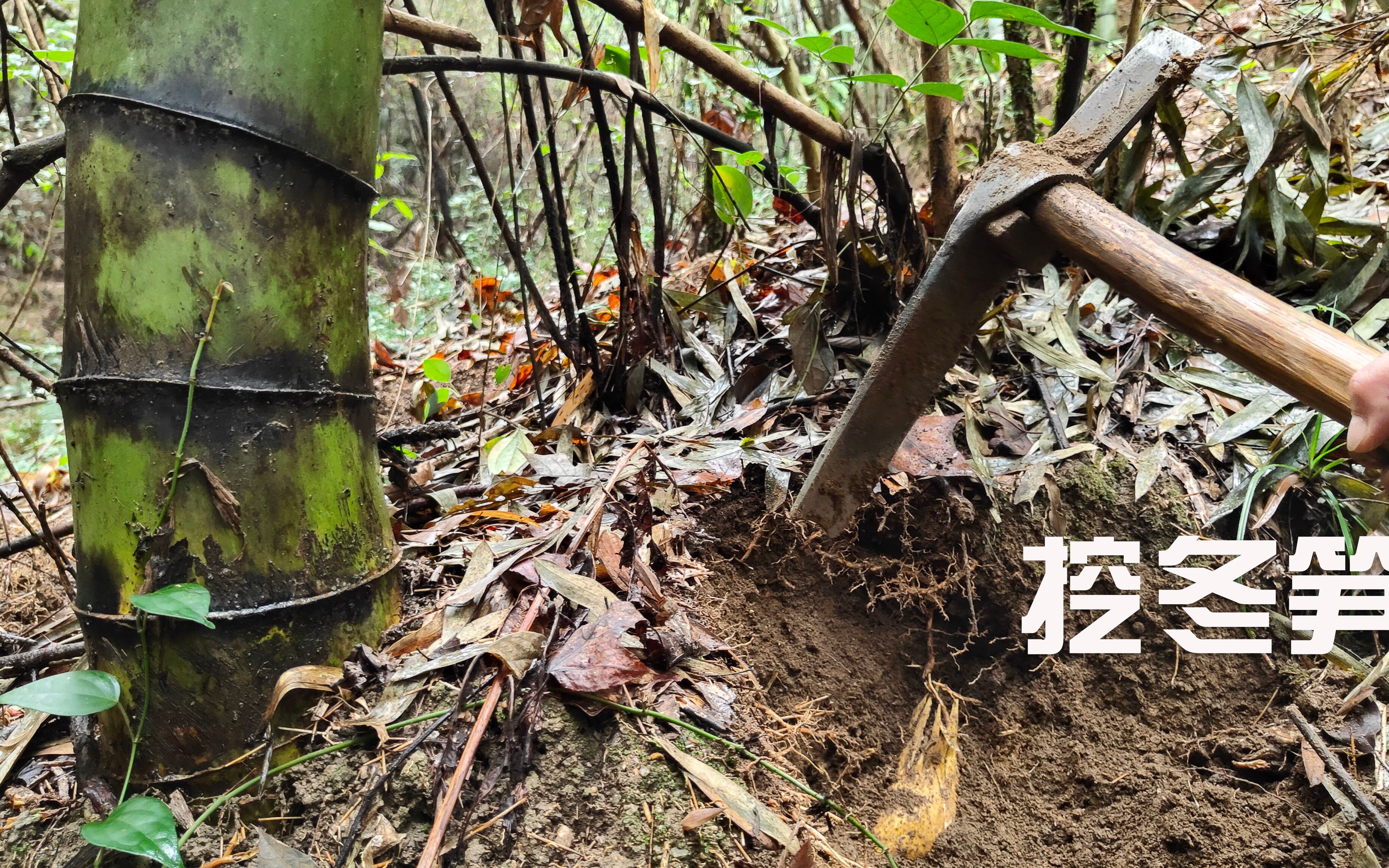 下雨天挖冬笋,学会看这一点,地面挖成菜地也不会空手而归哔哩哔哩bilibili