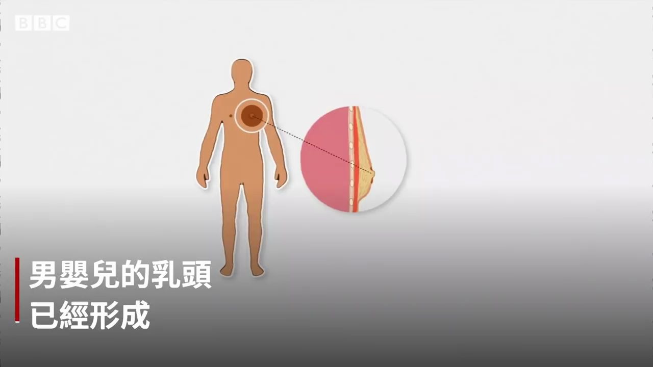 男性乳头和五个人体多余器官 你了解多少? BBC News 中文哔哩哔哩bilibili