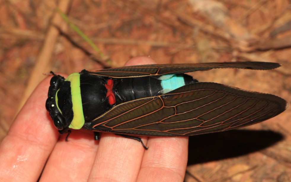 【tacua speciosa】在树干上鸣叫的青襟油蝉