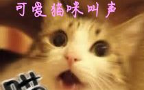 你们喜欢的猫叫哔哩哔哩bilibili